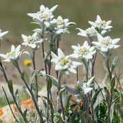 Rare Beauty Edelweiss Seeds