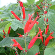 Aromatic Pineapple Sage Seeds, Herbal