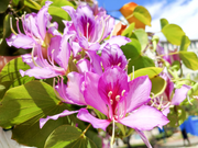 Orchid Seeds, Bauhinia Variegata