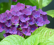 Dark Purple Hydrangea Seeds