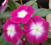 Pink Rosy Periwinkle Seeds