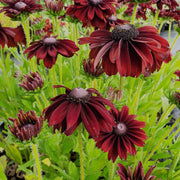 Cherry Brandy Rudbeckia Seeds