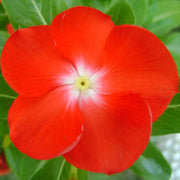 Red Madagascar Periwinkle Seeds