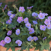 Geranium Seeds, Rozanne