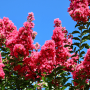 Ornamental Crepe Myrtle Seeds