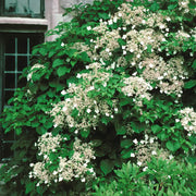 Anomala Climbing Hydrangea Seeds