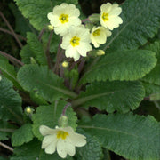 Polyanthus Primrose Primula Seeds