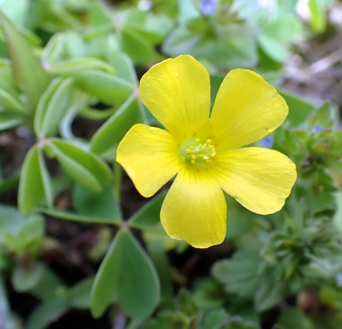 Wood Sorrel Oxalis Seeds