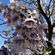 Fortunei Paulownia Seeds