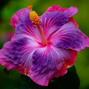 Rare Mixed Hibiscus Seeds
