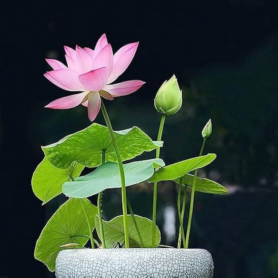 Root Lotus Seeds