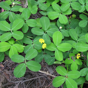 Pinto Peanut Seeds