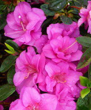 Evergreen Shrub Japanese Azalea Seeds