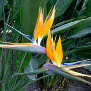 Orange Bird of Paradise Seeds