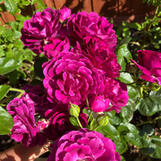 Rosa Seeds, Twilight Zone