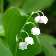 Lily of the Valley Seeds