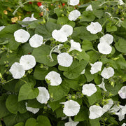 Night Blooming Vine Moon Seeds