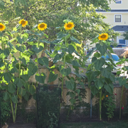 Mongolian Giant Sunflower Seeds