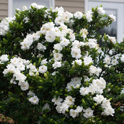 Fragrant White Blooms Cape Jasmine Seeds