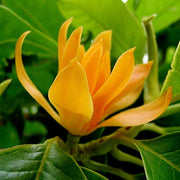 Ornamental Tree Magnolia Seeds
