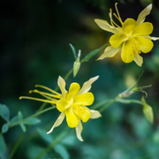 Bright Yellow Aquilegia Seeds