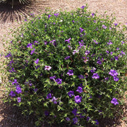 Drought Tolerant Wildflower Purple Desert Seeds