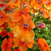 Orange Nemesia Seeds