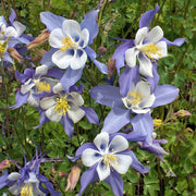 Rocky Mountain Columbine Seeds