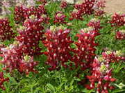 Red Texas Bluebonnet Seeds