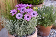 Purple Osteospermum Seeds