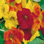Mixed Color Nasturtium Seeds