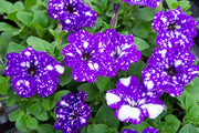 Night Sky Petunia Seeds