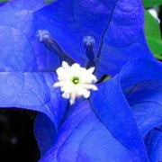 Blue Spectabilis Bougainvillea Seeds