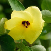 Hibiscus Hamabo Seeds