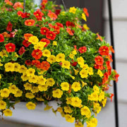 Mini Petunia Calibrachoa Seeds