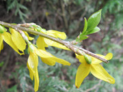 Forsythia Seeds, Yellow