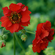 Double Bloody Mary Geum Seeds