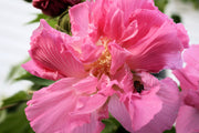 Double Rose Hibiscus Mutabilis Seeds