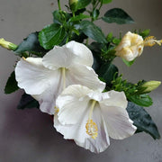 Snow White Hibiscus Seeds