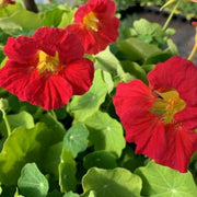 Cherry Rose Jewel Nasturtium Seeds