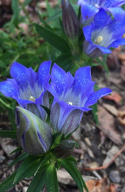 Scabra Gentiana Seeds