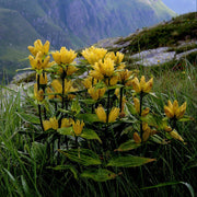 Spotted Gentian Seeds, Herbal