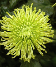 Green Spider Chrysanthemum Seeds