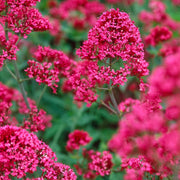 Perennial Red Valerian Seeds