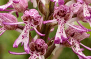 Naked Man Orchid Orchis Italica Seeds
