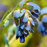Blue Shrimp Cerinthe Seeds