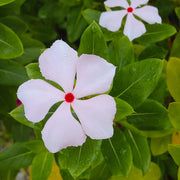 Bright Eyes Periwinkle Seeds