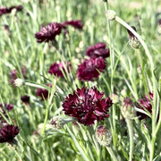Black Bachelor Button Seeds