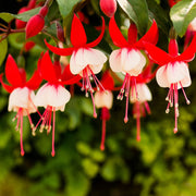 Red White Fuchsia Seeds