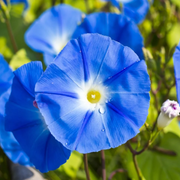 Blue Morning Glory Seeds